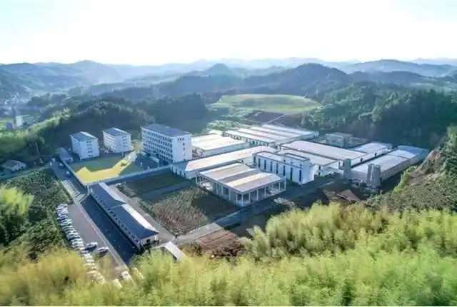 北纬28°的珍稀馈赠 金叶油业山茶油｜来自安化深山的健康瑰宝